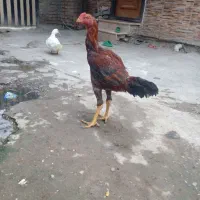 تخم لاری|حیوانات مزرعه|گرگان, |دیوار