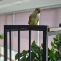 راهب سرلاکی