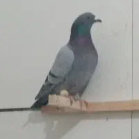 کبوتر هوایی آلمانی رنگه