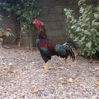 خروس لاری قلم سبز|حیوانات مزرعه|رشت, آزادگان|دیوار