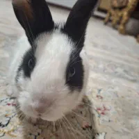 خرگوش تمیز وناز دو رنگ