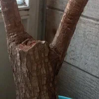 گیاه یوکا بُنسای|گل و گیاه طبیعی|تهران, خواجه نظام الملک|دیوار