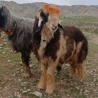 شیشک نره تحمی  ب شرط میش ران