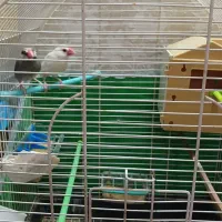 فنچ نرگسی مولد جفت