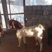 کهره پازن پاکستانی نژاد ۳قلو