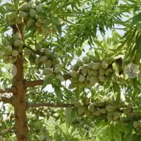 کارشناس و نمایندگی کشاورزی/باغداری/گلخانه/ارگانیک