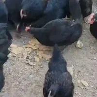 جوجه استرالوپ ۱۰ روزه تا ۲ ناهه