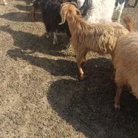 بزغاله بفروش میرسد