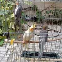 ۳ عدد عروس هلندی رام