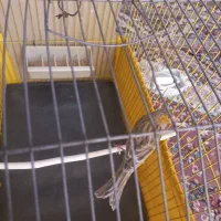 دو عدد قناری نر|پرنده|صفادشت, |دیوار