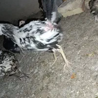 خروس گلین