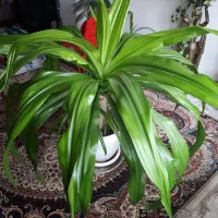 گل اشک ملکه