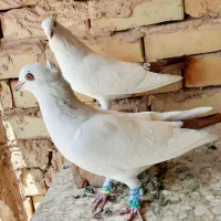 کبوتر دم سرخ کاکلی جفت|پرنده|مشهد, خین عرب|دیوار