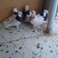 کفتر طوق طوقی|پرنده|بیرجند, |دیوار