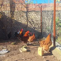 فروش مرغ وخروس