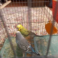 فروش مرغ عشق