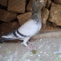 کفتر،کبوتر سبز نر سرکله دار|پرنده|چناران, |دیوار