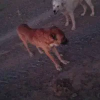 گمشده|حیوانات|قهستان, |دیوار