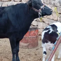 گاو همراه گوساله نر سیمینتال|حیوانات مزرعه|میانکوه, |دیوار