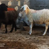 ۱۲راس میش آبستن گوسفند بره قوچ میش بره دار داشتی|حیوانات مزرعه|مشهد, اروند|دیوار