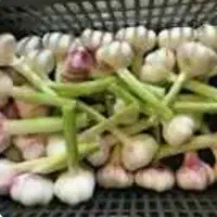 معاوضه سیرسفیدسلم.