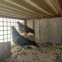 کبوتر دمگیر خرقه زره ای جوجه جیر دمدار