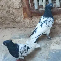 کل سیاه|پرنده|قم, شهر قائم|دیوار