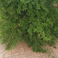 ملک در تربت حیدریه ۹۰ متر زیر بنا