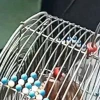 سهره دورگ زاغ