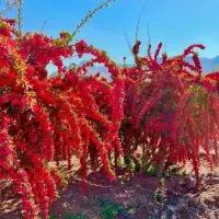 نهال زرشک بی دانه (پفکی)