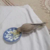 جوجه عروس هلندی سرلاکی|پرنده|اندیشه, اندیشه فاز ۵|دیوار