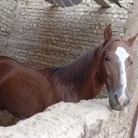 فروش یک اسب