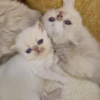 گربه پرشین هیمالین چشم آبی