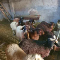 شراکت نیاز ب سرمایه با سود خوب|حیوانات مزرعه|اصفهان, برازنده|دیوار