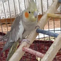 عروس هلندی|پرنده|اردبیل, |دیوار