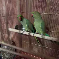 طوطی ملنگو و شاه طوطی