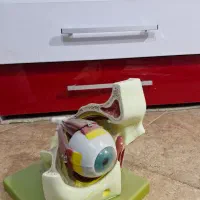 مدل های آموزشی اعضای بدن|لوازم التحریر|سنندج, |دیوار