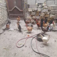 ۱۴ عدد مرغ خروس محلی اصل جوان|حیوانات مزرعه|بهبهان, |دیوار