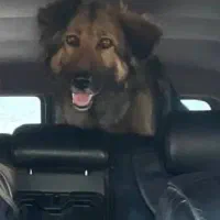 سگ ژرمن گمشده