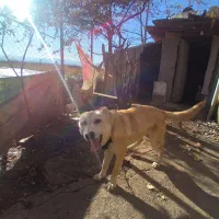 سگ ماده|سگ|آرادان, |دیوار