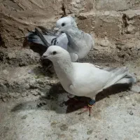 خدمت دوستان عزیزم