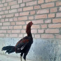 تخم مرغ لاری اصیل نطفه دار به شرط