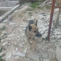 سگ هاسکی|سگ|خرم‌آباد, |دیوار