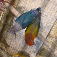 جوجه طوطی برزیلی رنگ خاص و جفت یووینگ و اپلاین|پرنده|تهران, نصرت|دیوار