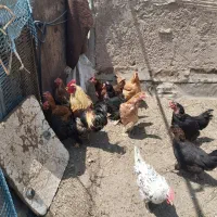 11عدد مرغ یک عدد خروس