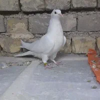 کبوتره دمگیر دوبحر ۳عدد فروشی|پرنده|برخوار, |دیوار