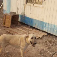 واگذاری سگ|سگ|تهران, مشیریه|دیوار