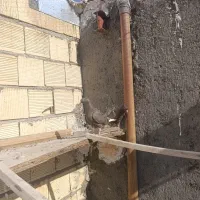 جفت سرکه ای دم سفید سو سرور|پرنده|اصفهان, مرداویج|دیوار