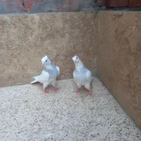 ماده طوقی|پرنده|رابر, |دیوار