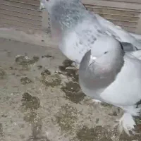 گوگ کاغذی|پرنده|بهبهان, |دیوار